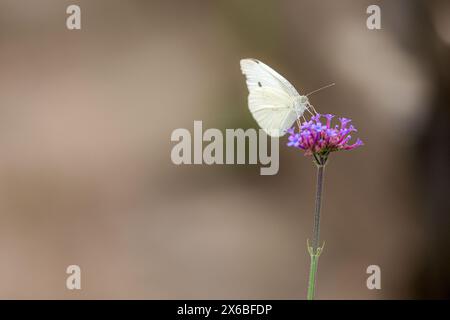 Nahaufnahme der Blüten der patagonischen Vervain (Verbena bonariensis) Mit unscharfem Hintergrund und Kopierbereich Stockfoto