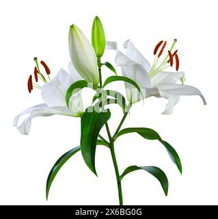 Schöne weiße Lilie (Lilium, Liliaceae) mit Knospen isoliert auf weißem Hintergrund, einschließlich Beschneidungspfad. Stockfoto