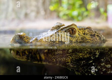 Augenkontakt mit dem Kopf einer Alligator- oder Krokodilhälfte im Wasser Stockfoto