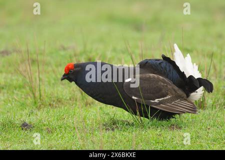 Schwarzhühner, wissenschaftlicher Name, Lyrurux tetrix. Nahaufnahme eines männlichen Schwarzhuhhühnes, der sich mit einem anderen Vogel auf dem Moor, Swale, auf lek vorbereitet Stockfoto