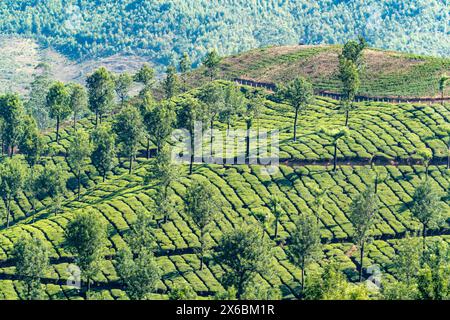 Malerische Aussicht auf die Teefelder in Munnar, den Hochländern des Anamudi Shola Nationalparks, Kerala, Indien Stockfoto