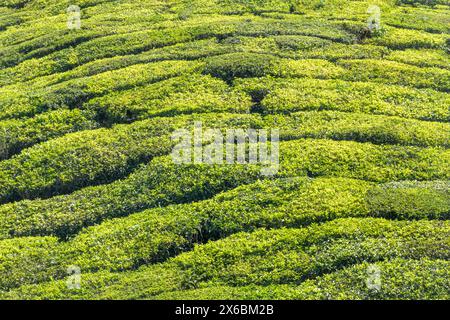 Malerische Aussicht auf die Teefelder in Munnar, den Hochländern des Anamudi Shola Nationalparks, Kerala, Indien Stockfoto