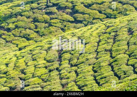 Malerische Aussicht auf die Teefelder in Munnar, den Hochländern des Anamudi Shola Nationalparks, Kerala, Indien Stockfoto