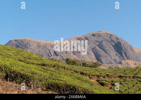 Mount Anamudi - Elefantenkopf mit 2.695 m höchsten Gipfel der Western Ghats im Anamudi Shola Nationalpark in Kerala, Indien Stockfoto