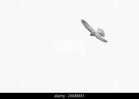 Hobby (Falco subbuteo) Jagd auf Libellen und Insekten Suffolk April 2024 Stockfoto