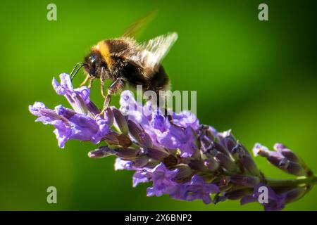 Eine Hummel ernährt sich von einer Lavendelblüte. Stockfoto