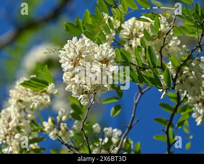 Seelow, Deutschland. Mai 2024. Die Bäume der gewöhnlichen robinia (Robinia pseudoacacia) sind voller weißer Blüten. Auch in diesem Jahr blühen die Bäume, die erst seit dem 17. Jahrhundert in Deutschland beheimatet sind, wieder schön. Robinia wird heute wegen seines Holzes geschätzt, das stärker ist als Eiche. Es wird für die Herstellung von Spielgeräten und Möbeln verwendet. Bienen sammeln Nektar aus den Blüten und produzieren den begehrten robinienhonig. Die robinia ist der Akazie sehr ähnlich und daher oft verwirrt. Quelle: Patrick Pleul/dpa/Alamy Live News Stockfoto