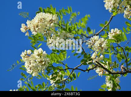 Seelow, Deutschland. Mai 2024. Die Bäume der gewöhnlichen robinia (Robinia pseudoacacia) sind voller weißer Blüten. Auch in diesem Jahr blühen die Bäume, die erst seit dem 17. Jahrhundert in Deutschland beheimatet sind, wieder schön. Robinia wird heute wegen seines Holzes geschätzt, das stärker ist als Eiche. Es wird für die Herstellung von Spielgeräten und Möbeln verwendet. Bienen sammeln Nektar aus den Blüten und produzieren den begehrten robinienhonig. Die robinia ist der Akazie sehr ähnlich und daher oft verwirrt. Quelle: Patrick Pleul/dpa/Alamy Live News Stockfoto