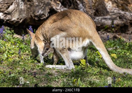 Macropus agilis, auch bekannt als Sandwallaby, ist eine Wallaby-Art, die in Nordaustralien und N zu finden ist Stockfoto