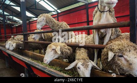 Schaf oder Domba im Tierheim als Vorbereitung auf das Opfer auf Eid al-Adha Stockfoto