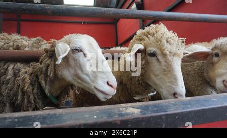 Schaf oder Domba im Tierheim als Vorbereitung auf das Opfer auf Eid al-Adha Stockfoto