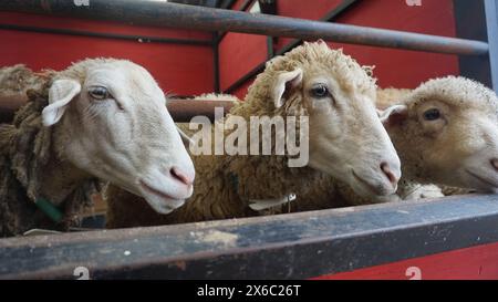 Schaf oder Domba im Tierheim als Vorbereitung auf das Opfer auf Eid al-Adha Stockfoto