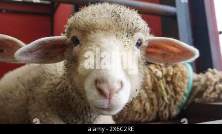 Schaf oder Domba im Tierheim als Vorbereitung auf das Opfer auf Eid al-Adha Stockfoto