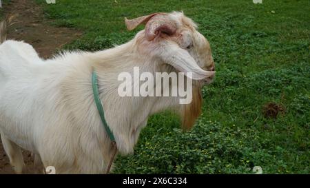 Schaf oder Domba im Tierheim als Vorbereitung auf das Opfer auf Eid al-Adha Stockfoto