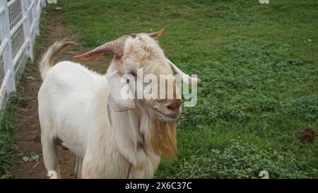 Schaf oder Domba im Tierheim als Vorbereitung auf das Opfer auf Eid al-Adha Stockfoto