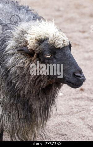 Bild eines Tierschafes mit schwarzem Maul Stockfoto