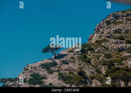 Einsamer Baum auf zerklüfteten Kalksteinfelsen vor blauem Meer Stockfoto