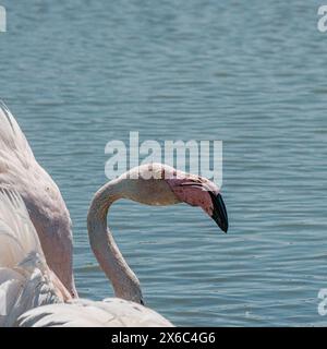 Nahaufnahme von Flamingokopf, rosa Schnabel, Parc Ornithologique Stockfoto