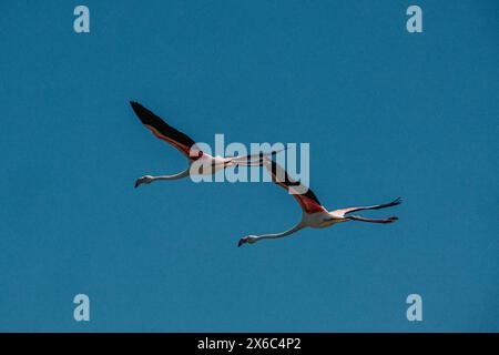 Zwei Flamingos im Flug gegen einen klaren blauen Himmel Stockfoto