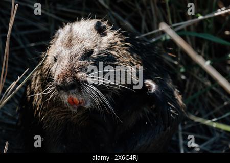 Nahaufnahme eines nassen Coypu, der in einem Sumpf kaut Stockfoto