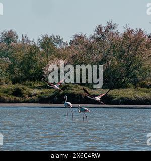 Flamingos im Flug und im Waten im Parc Ornithologique de Pont de Gau, Frankreich Stockfoto