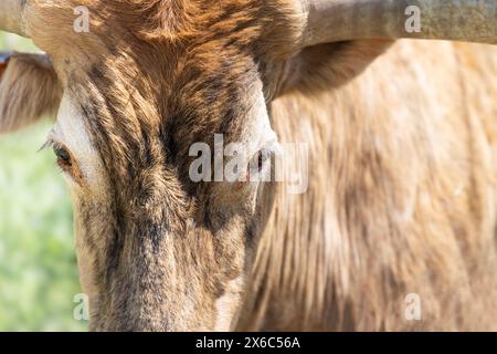 Nahaufnahme des Gesichts einer Langhorn-Kuh, direkt in die Kamera blickend, erstaunliche Augen Stockfoto