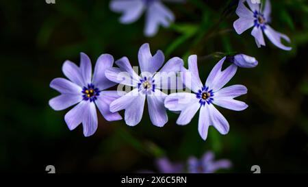 Phlox subulata - (violette Frühlingsblühende mehrjährige Bodendeckenpflanzen Close-up, Bokeh) - English Country Garden Flowerbed, West Yorkshire England UK. Stockfoto