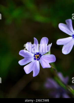 Phlox subulata - (violette Frühlingsblühende mehrjährige Bodendeckenpflanzen Close-up, Bokeh) - English Country Garden Flowerbed, West Yorkshire England UK. Stockfoto