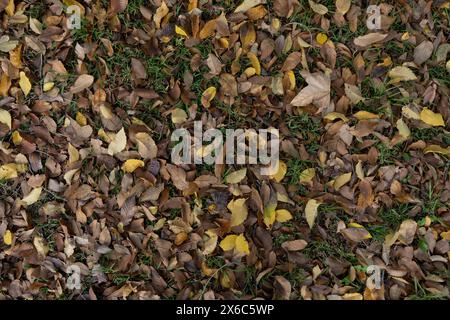 Nahaufnahme trockener Herbstblätter in verschiedenen Stadien des Verfalls, verstreut auf einem Hintergrund von grünem Gras. Bild mit Braun-, Gelb- und Grüntönen Stockfoto