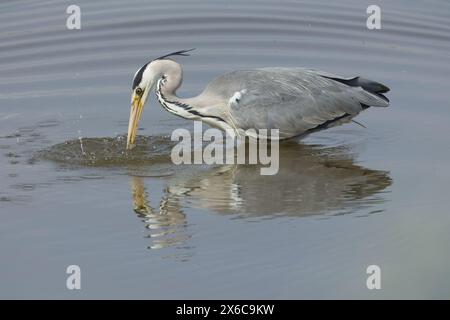 Ein majestätischer Reiher auf der Jagd in einem ruhigen Feuchtgebiet. Das ruhige Wasser bietet eine wunderschöne natürliche Kulisse. Stockfoto