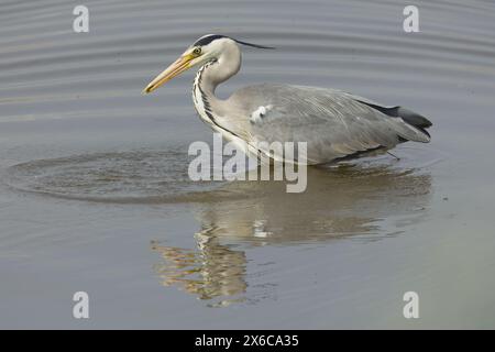 Ein majestätischer Reiher auf der Jagd in einem ruhigen Feuchtgebiet. Das ruhige Wasser bietet eine wunderschöne natürliche Kulisse. Stockfoto