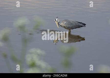 Ein majestätischer Reiher auf der Jagd in einem ruhigen Feuchtgebiet. Das ruhige Wasser bietet eine wunderschöne natürliche Kulisse. Stockfoto