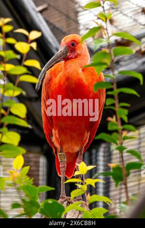 Scarlet Ibis Stockfoto