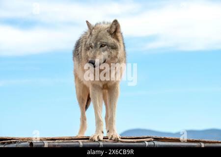 Mexikanische Grauer Wolf Stockfoto