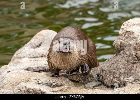 Fischotter Stockfoto