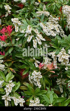 Pieris japonica „Forest Flame“ – Japanische andromeda, Norfolk, England, Vereinigtes Königreich Stockfoto