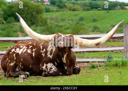 Texas Longhorn Kuh Stockfoto