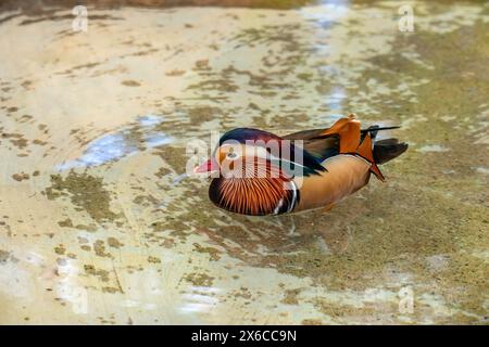 Mandarin Ente Stockfoto