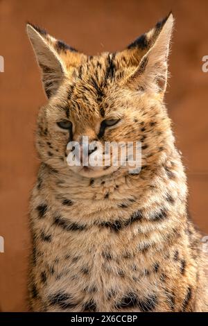 Serval Katze Stockfoto