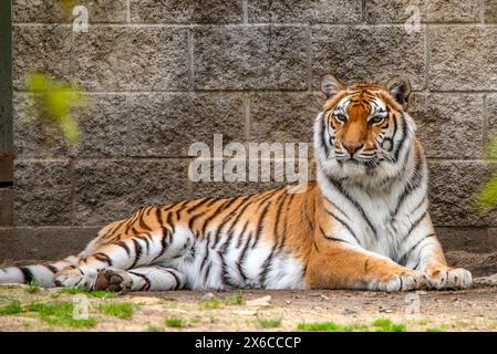 Sumatra-Tiger Stockfoto