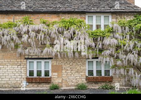 Wisteria floribunda Alba am frühen Morgen auf einem cotswold Steinhaus im Frühling. Burford. Cotswolds, Oxfordshire, England Stockfoto