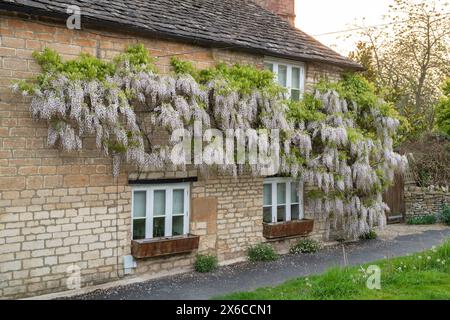 Wisteria floribunda Alba am frühen Morgen auf einem cotswold Steinhaus im Frühling. Burford. Cotswolds, Oxfordshire, England Stockfoto