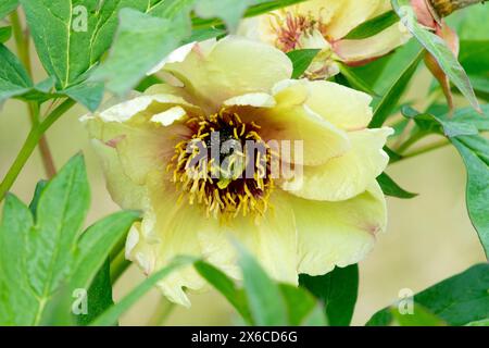 Paeonia „Amber Moon“ Paeonia Lutea Hybridbaum Pfingstrosen Stockfoto