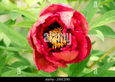 Paeonia Lutea Hybridbaum Pfingstrose Pfingstrosen Red Paeonia „Strawberry Delight“ Kopf Stockfoto