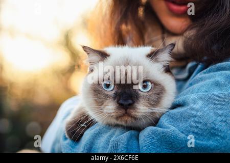 Schottische Katze mit blauen Augen Stockfoto