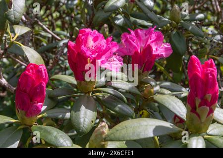 Rhododendron hachmanns polaris, mit tiefrosa Blüten, die nur auf die Blüte starren Stockfoto