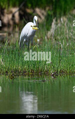 Ein großer Reiher (Ardea alba) im Zuchtgefieder hält einen Pumpkinseed Sunfish (Lepomis gibbosus) in Michigan, USA. Stockfoto