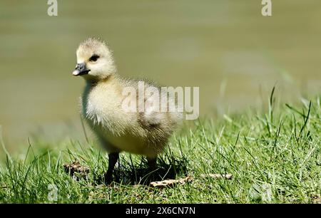 14.05.2024, Tierwelt in München, im Bild: Graugans Kueken *** 14 05 2024, Tierwelt in München, im Bild graue Gänseküken Stockfoto