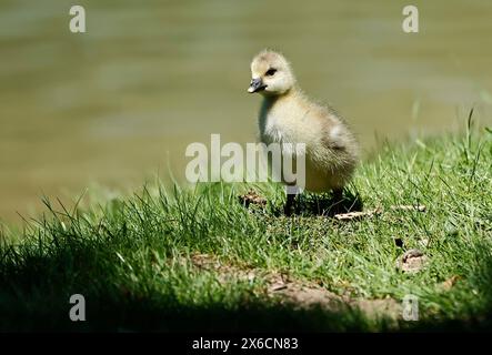 14.05.2024, Tierwelt in München, im Bild: Graugans Kueken *** 14 05 2024, Tierwelt in München, im Bild graue Gänseküken Stockfoto