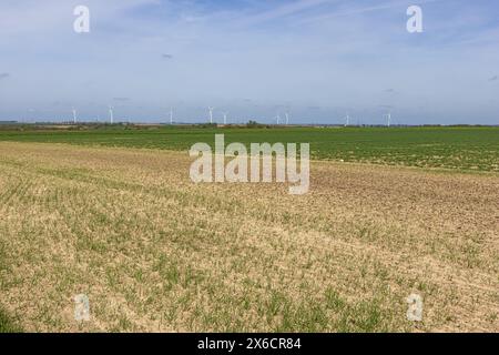 Felder, die darauf warten, bearbeitet zu werden, in der Nähe des Gebiets von Lüttich mit Windmühlen im Hintergrund Stockfoto